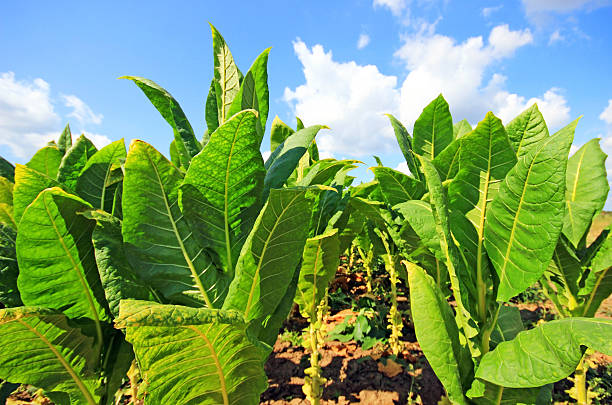 istock growing tobacco on a field 489873006