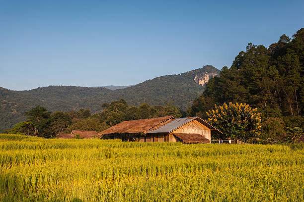 Rice Field stock photo