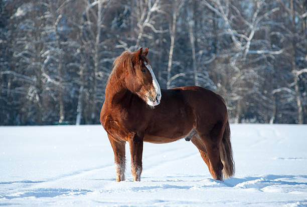 istock Horse in winter 489873386