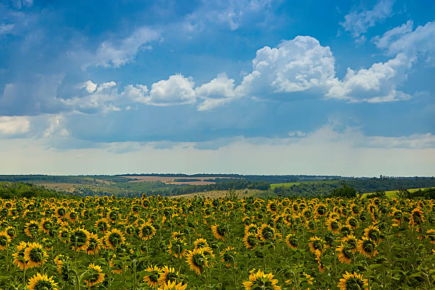 istock Sunflower field landscape 489873914