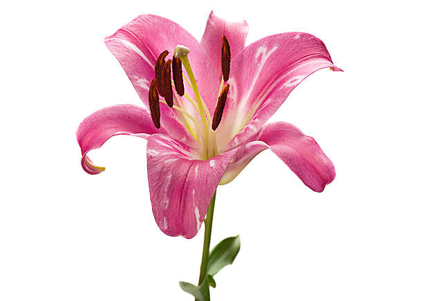 istock Pink lily flower head 489874280