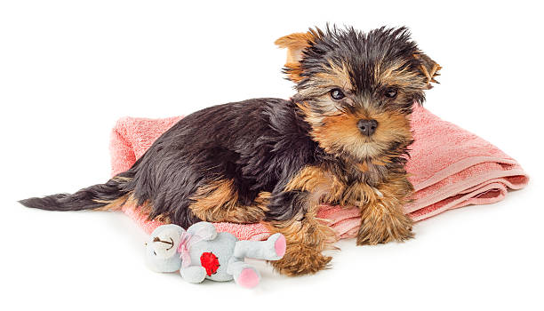 istock Puppy resting on pink carpet with toy isolated 489875090