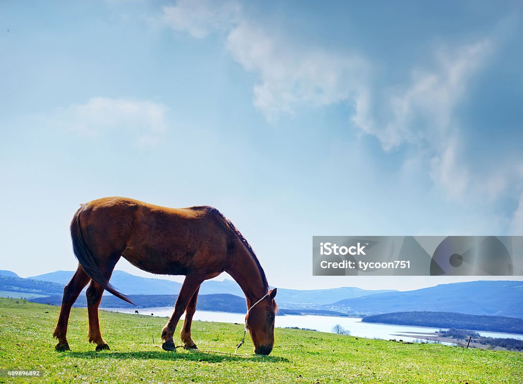 nature horse 2015 Stock Photo