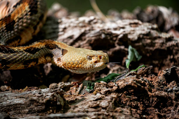 材木ラトルスネークのプラウル - timber rattlesnake ストックフォトと画像