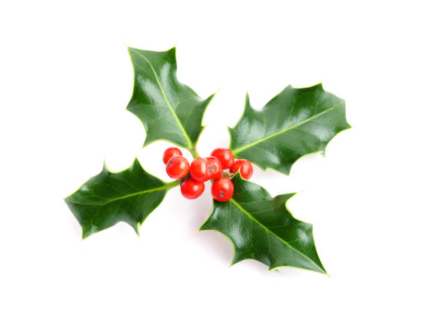 istock Christmas holiday holly decoration 489900446