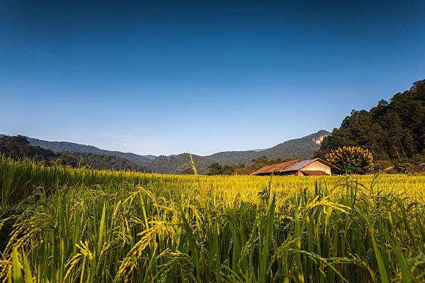 Rice Field stock photo