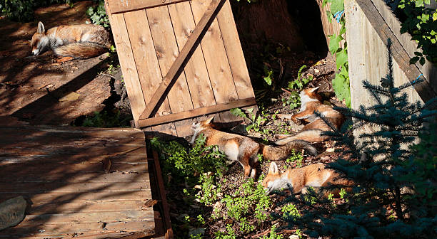 A red fox (Vulpes vulpes) in a wet British garden, UK