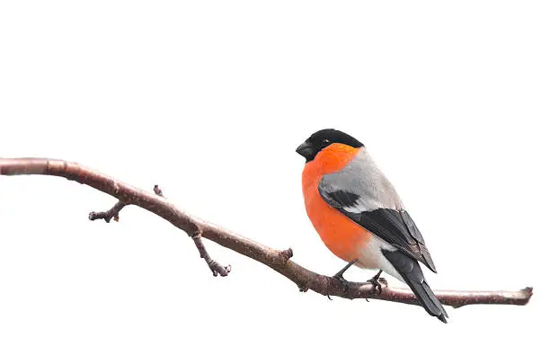 Bullfinch sitting on a branch isolated on white background