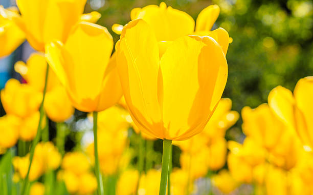 istock Spring flowers series, yellow tulips 489903703