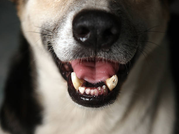 istock Dog's mouth and tooths 489904217
