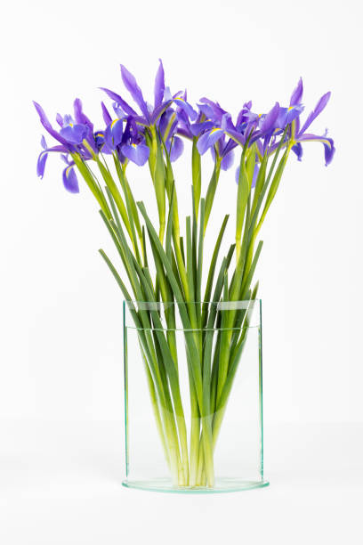 istock Blue Iris Flowers Glass Vase. 489904408