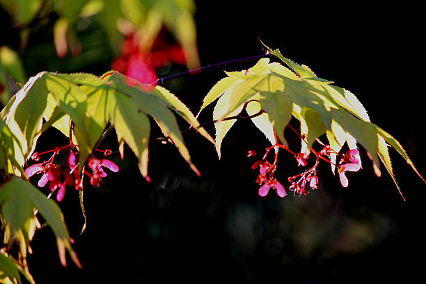 Close-up of flowers,seeds and leaves of a Japanese maple Close-up of flowers,seeds and leaves of a Japanese maple (acer palmatum 'osakazuki'). This particular variety of maple is known for its stunning autumn colour, with its leaves reliably turning bright red for several weeks every single year. acer palmatum osakazuki stock pictures, royalty-free photos & images