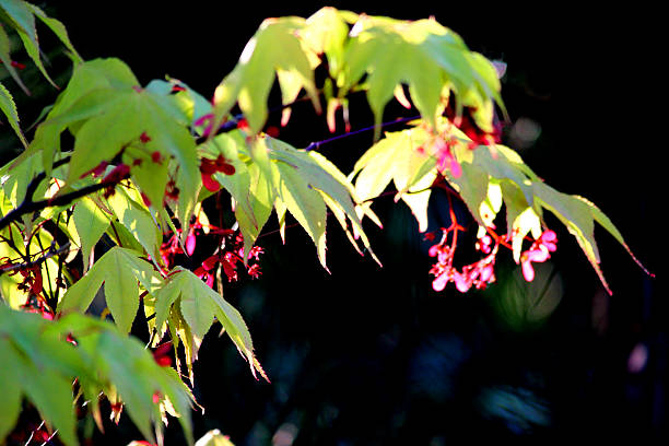 Close-up of flowers,seeds and leaves of a Japanese maple Close-up of flowers,seeds and leaves of a Japanese maple (acer palmatum 'osakazuki'). This particular variety of maple is known for its stunning autumn colour, with its leaves reliably turning bright red for several weeks every single year. acer palmatum osakazuki stock pictures, royalty-free photos & images