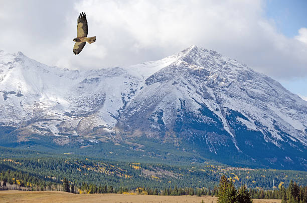 istock Soaring Swainson's Hawk with Rocky Mountains in the background 489904886