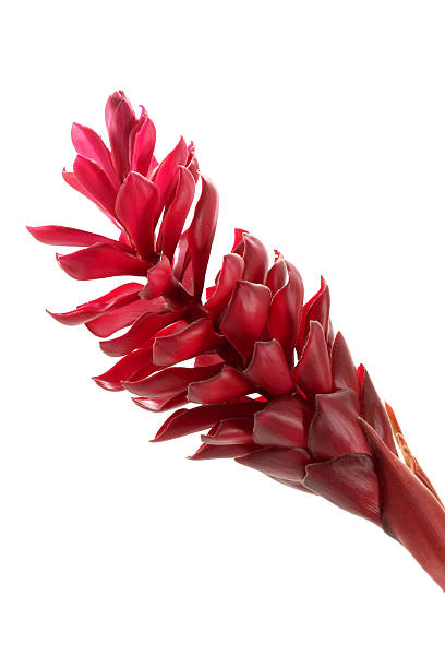 istock beautiful tropical red ginger flower on isolate white background 489905025