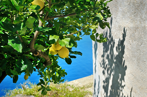 Lemon tree on the shore Mediterranean sea