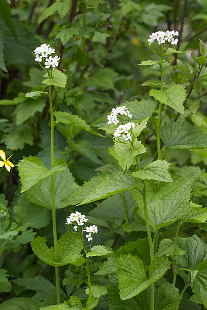 istock Lamium album, commonly called white nettle or white dead-nettle 489905251