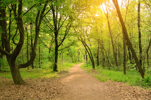 Morning light falls on a forest road at spring