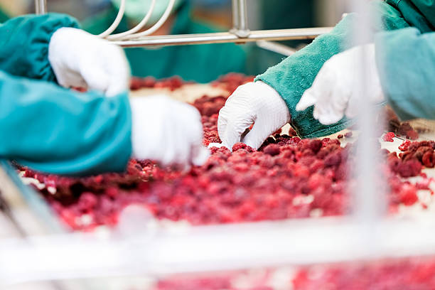 Processing Of Raspberry 12,100+ Work In Producing Of Fruits Stock Photos, Pictures & Royalty ...