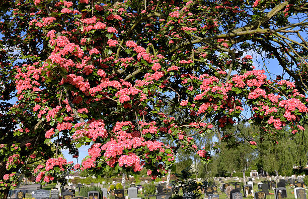 istock Red may hawthorn blossom in Mitcham cemetery 489906303