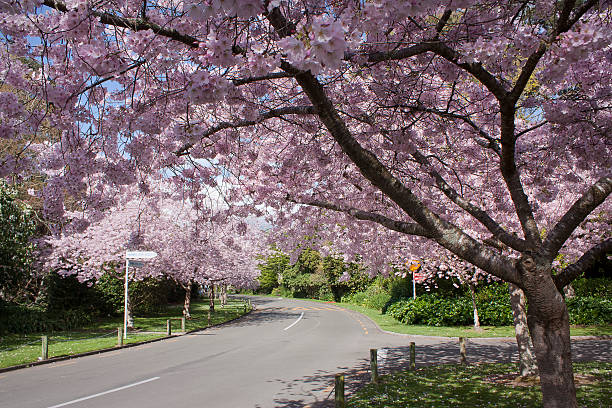Cherry Trees in bloom Cherry Blossoms in the Victoria Esplanade.  Palmerston North, New Zealand.   Palmerston North stock pictures, royalty-free photos & images