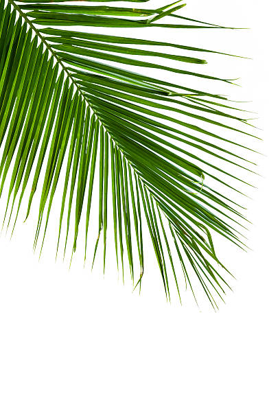 istock leaves of coconut tree isolated on white background 489906709