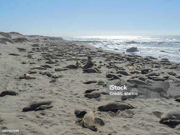 Elefante Colonia Di Foche - Fotografie stock e altre immagini di Foca - Foca, Mare, Ambientazione esterna