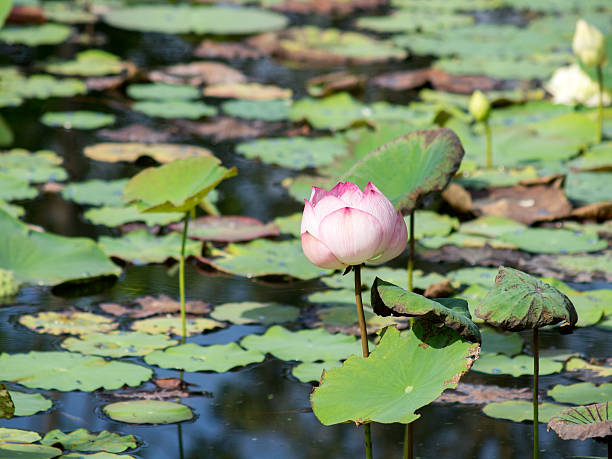 istock bud of lotus flower over the pool 489908255
