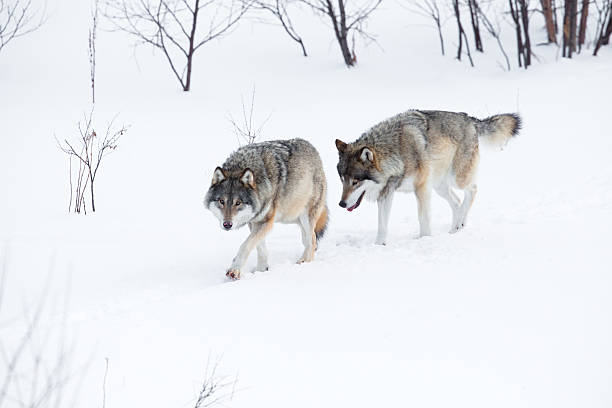 due lupi camminare nella neve - wolf norway woods winter foto e immagini stock