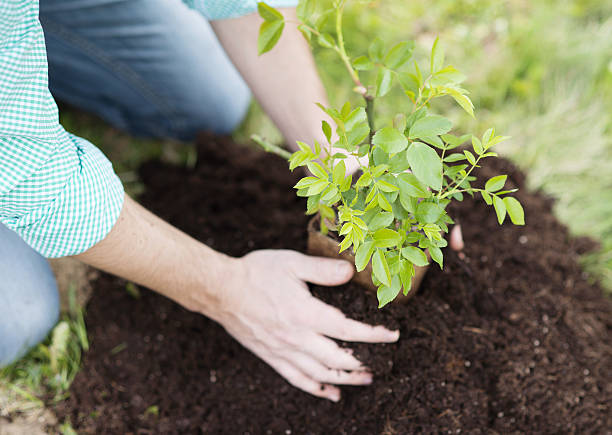 istock Young man planting in the garden 489908741