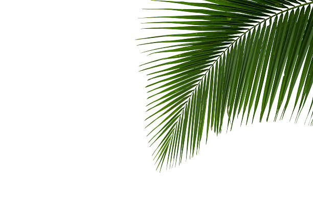 istock leaves of coconut tree isolated on white background 489909199