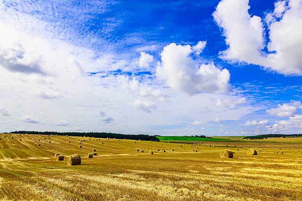 istock Yellow Round Straw Bales on Stubble Field 489909278