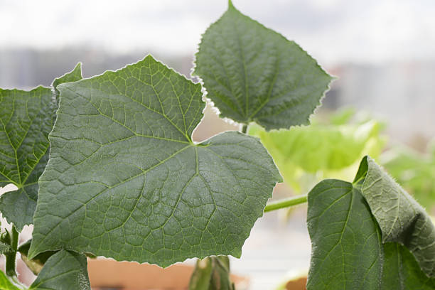 Tomato plant stock photo