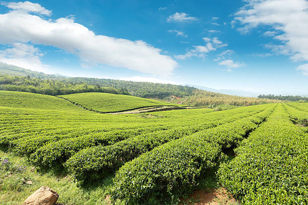istock Beautiful pattern of bright, green tea garden on the hill 489909659