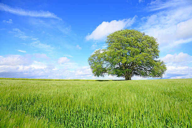 istock Beech Tree in lush foliage behind barley field in spring 489909827