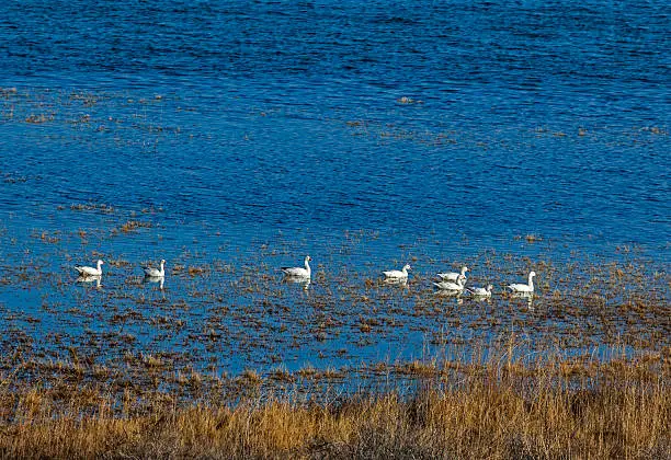 Several Snowgeese came out of the tall grass for an evening swim at Bitter Lake.