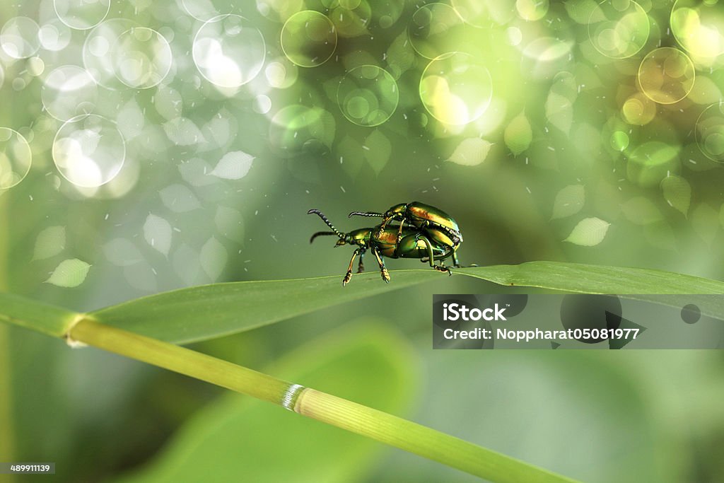 Verde insetos são acasalamento - Royalty-free Acasalamento Foto de stock