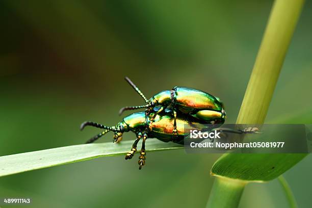 Green Insekten Sind Sich Paaren Stockfoto und mehr Bilder von Biodiversität - Biodiversität, Bunt - Farbton, Europa - Kontinent