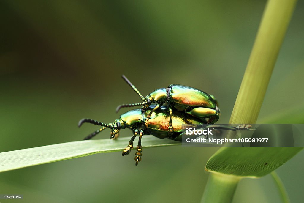 Verde insetos são acasalamento - Royalty-free Acasalamento Foto de stock