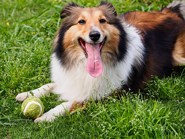 istock Dog, Shetland sheepdog, collie, sheltie. 489911403