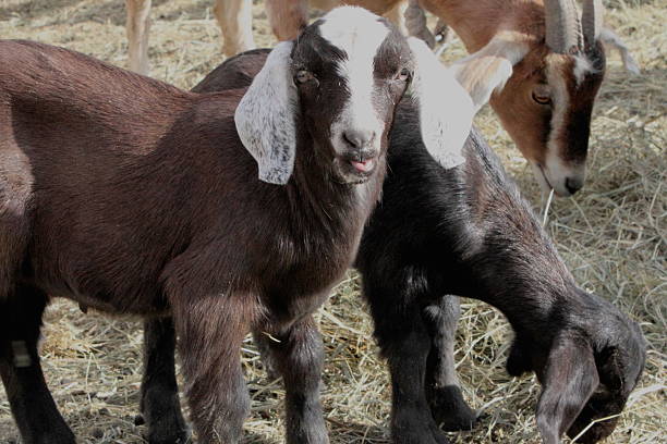 istock Black and white goat with tongue sticking out 489922458