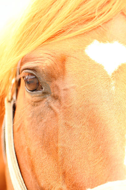 istock Horse face and eye 489922844