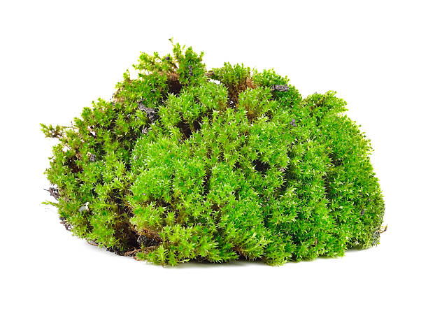 istock Green moss isolated on white bakground 489923884