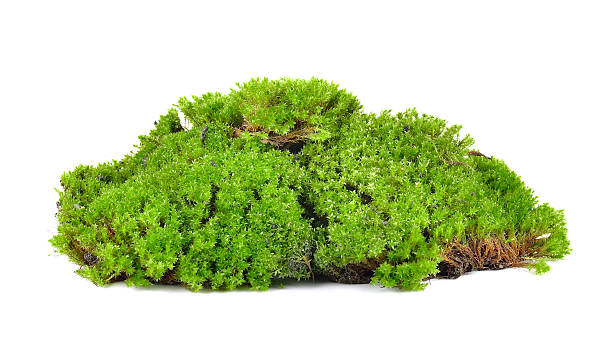 istock Green moss isolated on white bakground 489924008