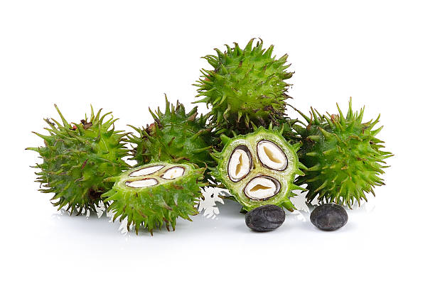istock Castor oil plant on white background 489924658