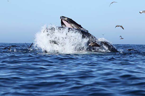 istock Humpback Whales lunge feeding 489924770