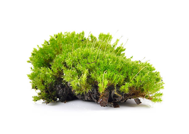 istock Green moss isolated on white bakground 489924990