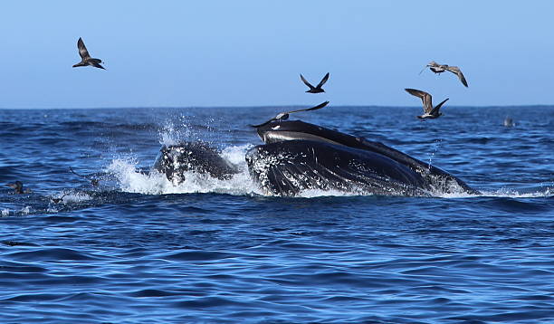 istock Humpback Whales lunge feeding 489925138