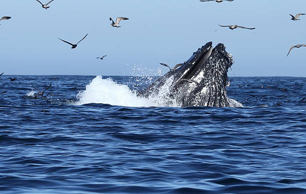 Humpback Whales lunge feeding stock photo