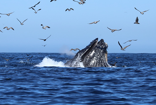 Humpback Whales lunge feeding in monterey bay California USA